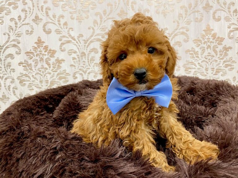 Beckett - Poodle