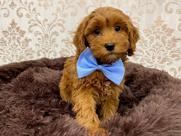 Cash - Irishdoodle Mini