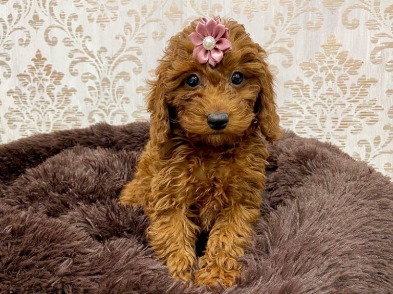 Hope - Irishdoodle Mini