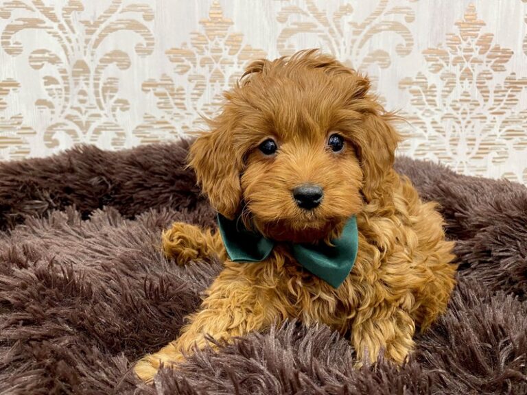 Archie - Cavapoo