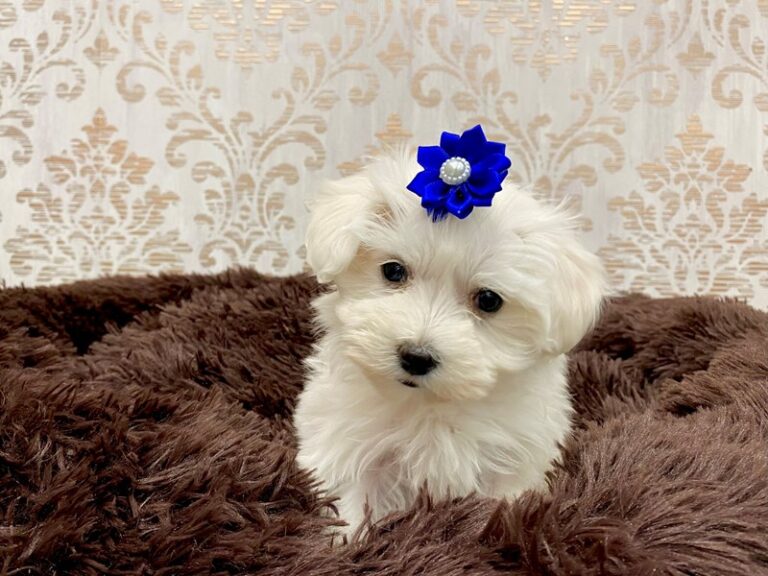 Remi - Maltese
