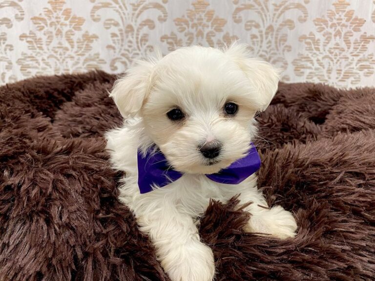 Jax - Maltese