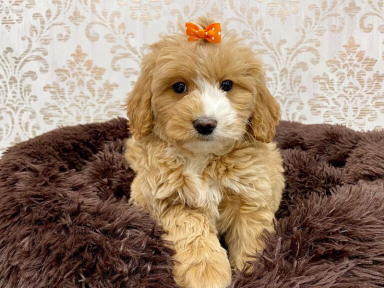 Goldendoodle Mini 2nd Gen - Goldendoodle Mini 2nd Gen