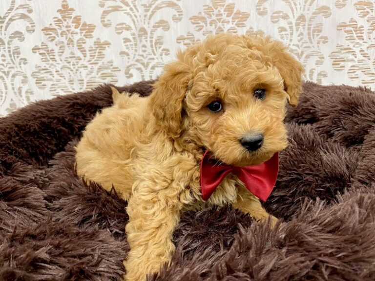 Goldendoodle Mini 2nd Gen - Goldendoodle Mini 2nd Gen