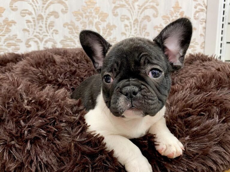 Callie - French Bulldog