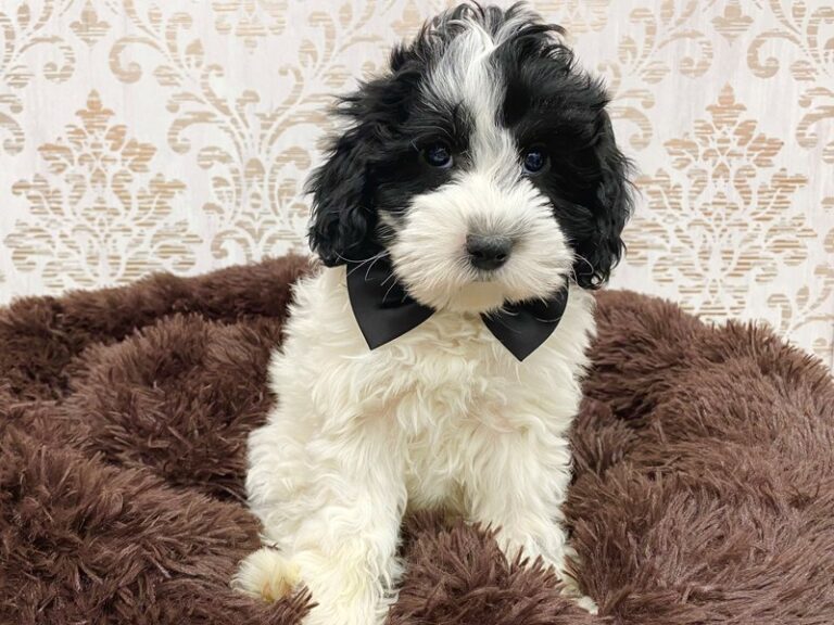 Humphrey - Sheepadoodle Mini