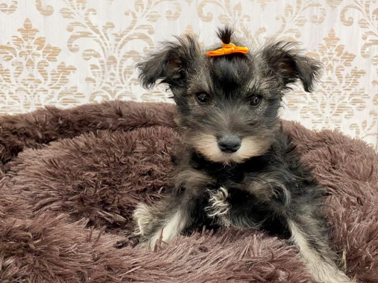 Miniature Schnauzer - Miniature Schnauzer