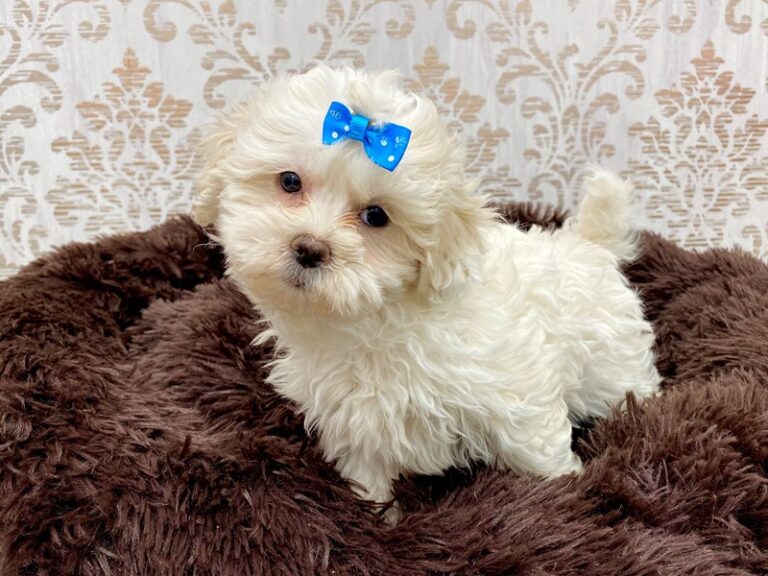 Brooklyn - Shipoo