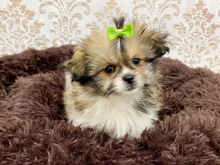 Midge - Shihpom