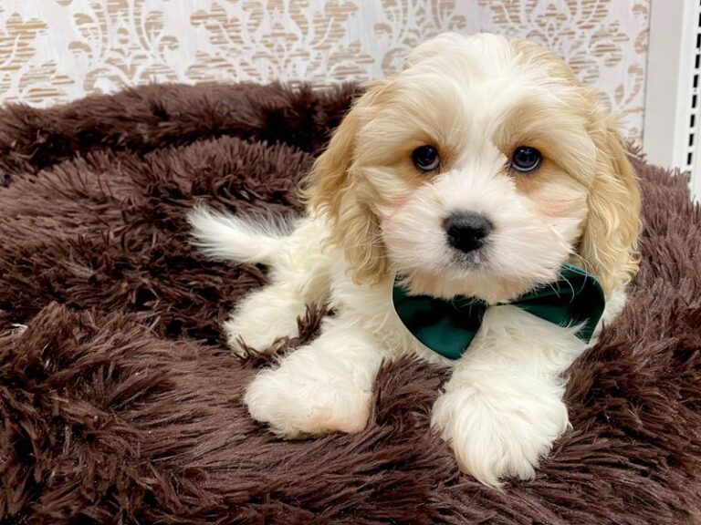 Binx - Cavachon