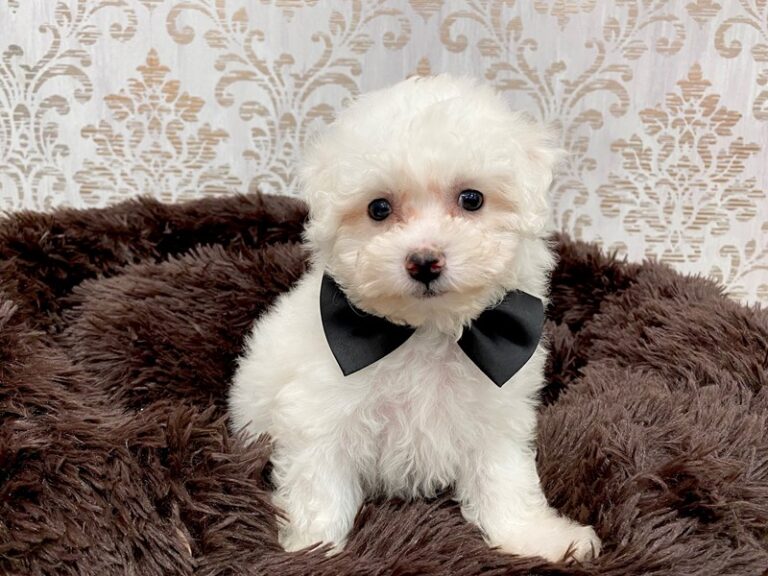 Scout - Bichon Frise