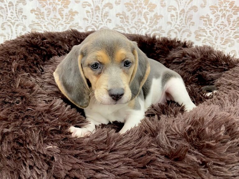 Dinah - Beagle