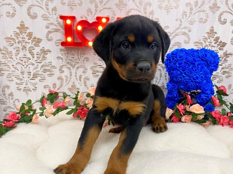 Chief - Rottweiler