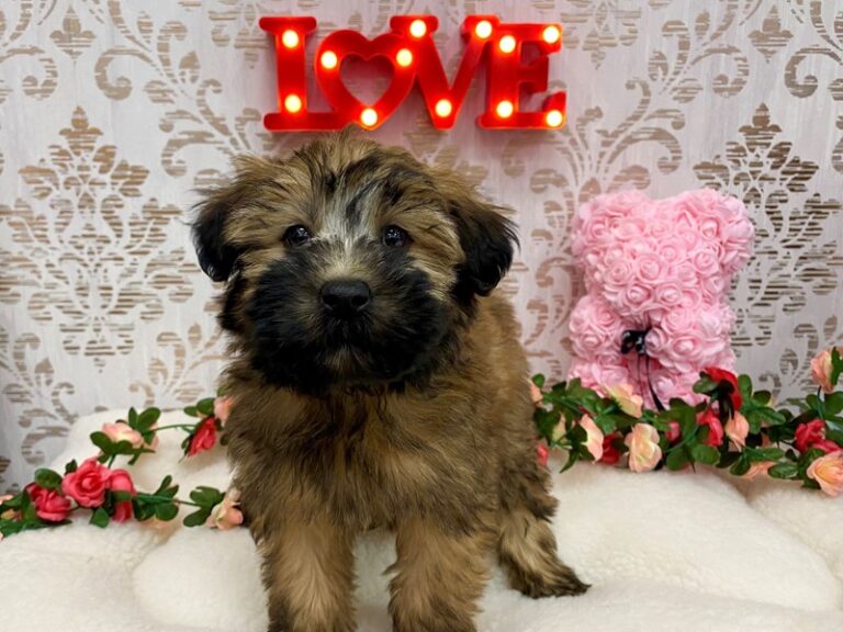 Sweet Pea - Soft Coated Wheaten Terrier