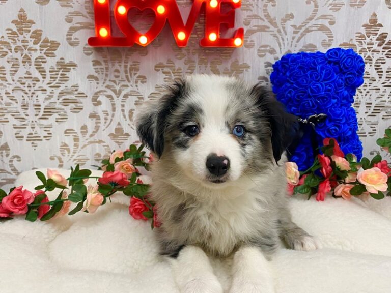 Bixby - Mini Australian Shepherd