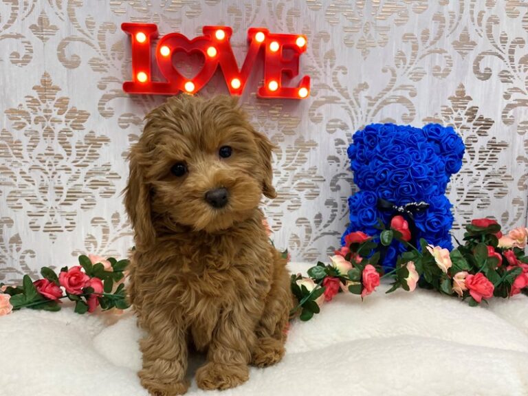 Sam - Labradoodle Mini 2nd Gen