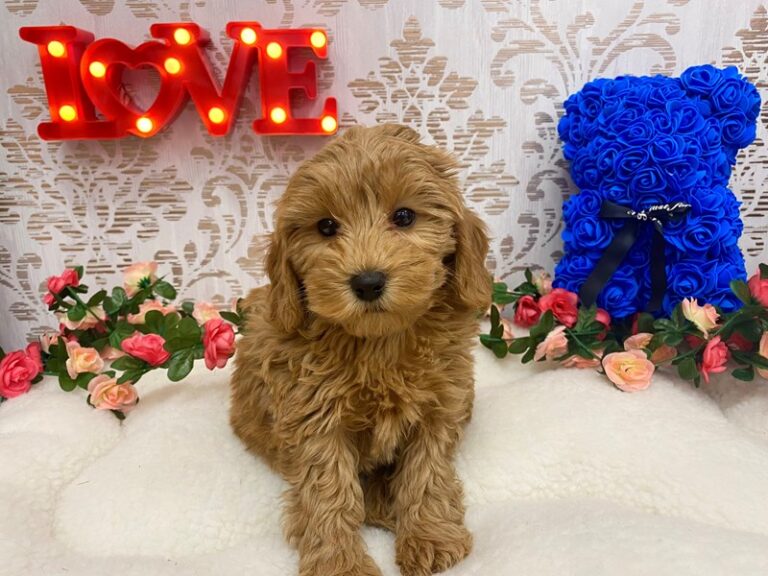 Toby - Labradoodle Mini 2nd Gen