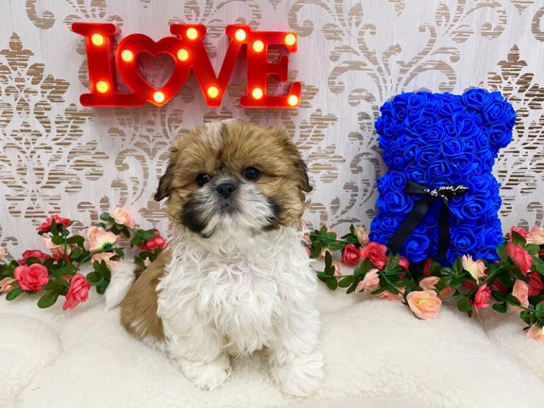 Romeo - Teddy Bear