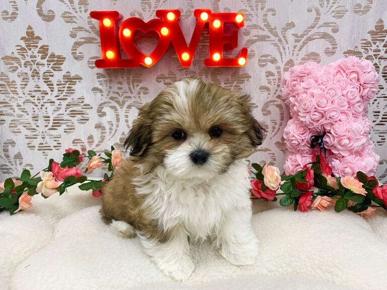 Darcy - Teddy Bear