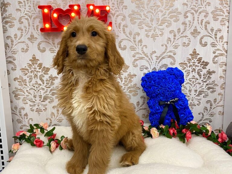 Oliver - Goldendoodle