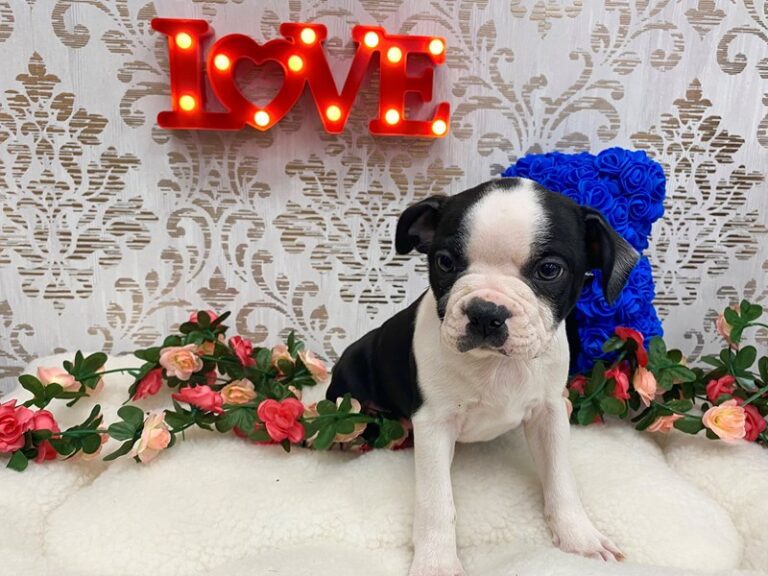 Ian - Boston Terrier