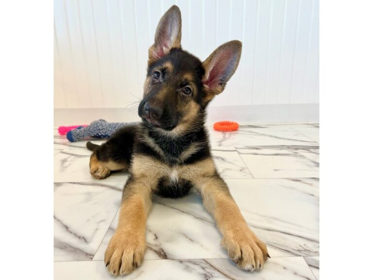 Ginny - German Shepherd
