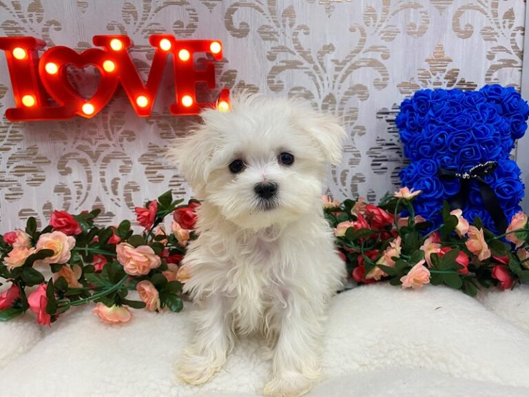 Linus - Maltese