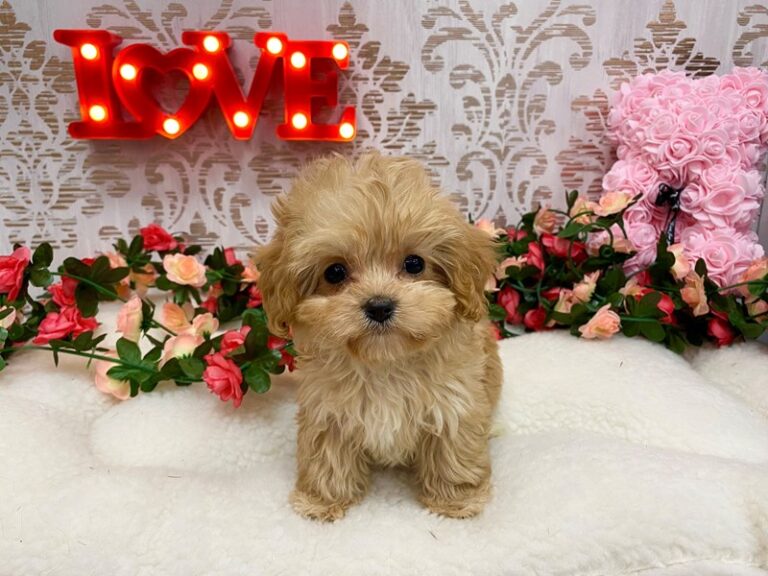 Cecily - Cavapoo