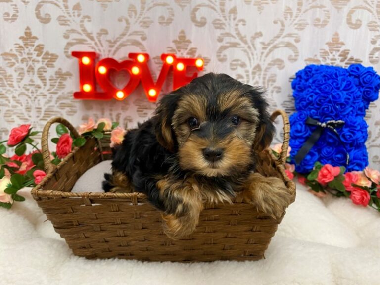 Darren - Yorkshire Terrier