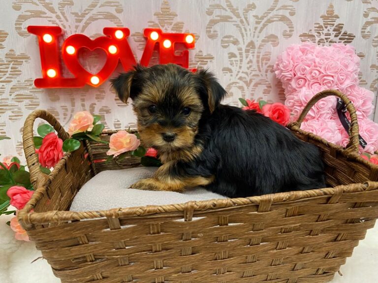 Madeline - Yorkshire Terrier