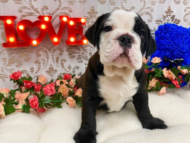 Elliot - English Bulldog