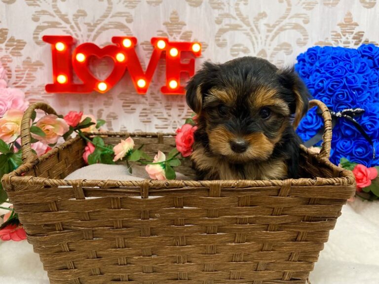 Eloise - Yorkshire Terrier