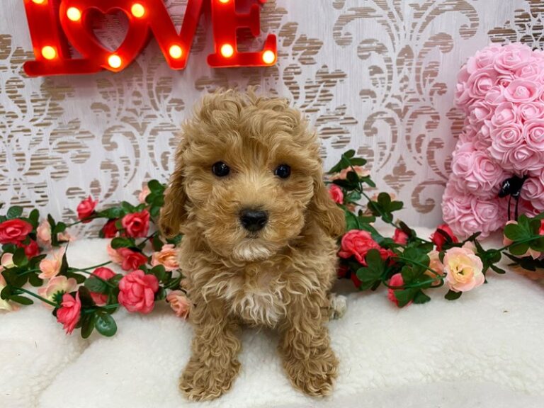 Ameila - Bichapoo