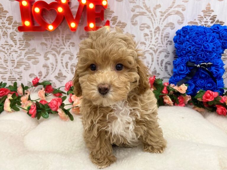 Declan - Bichapoo
