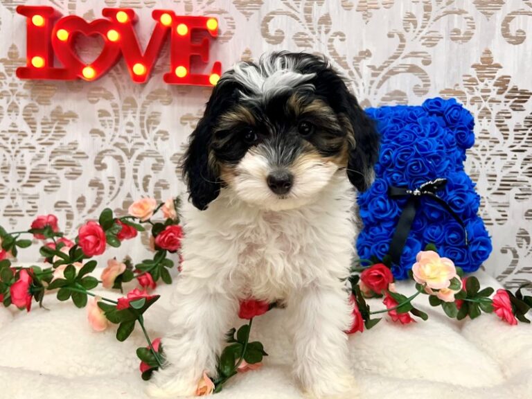 Miles - Bernedoodle Mini 2nd Gen