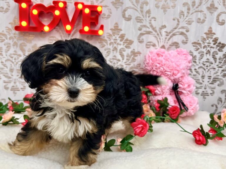 Harper - Bernedoodle Mini 2nd Gen