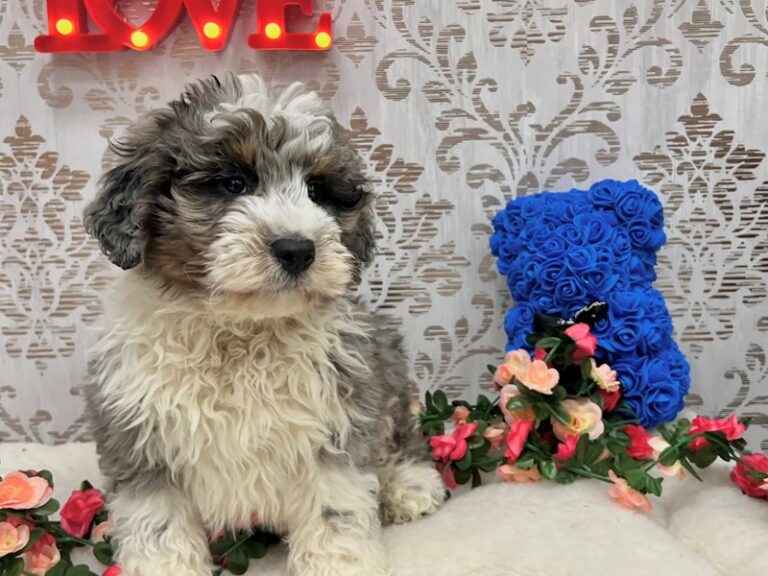 Mack - Bernedoodle Mini 2nd Gen