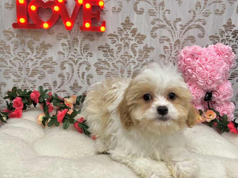 Morgan - Cavachon