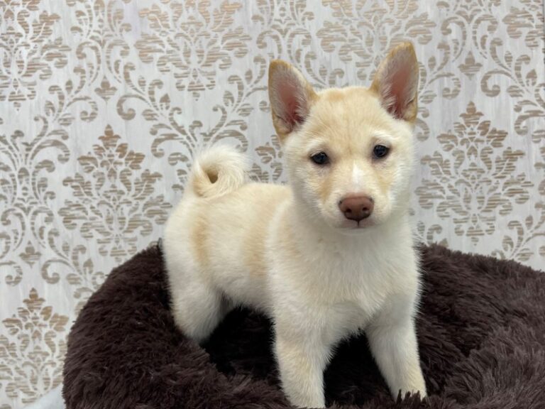 Sandy - Shiba Inu