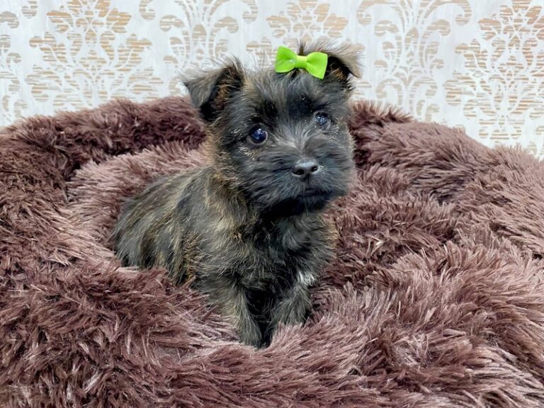 Nadia - Cairn Terrier