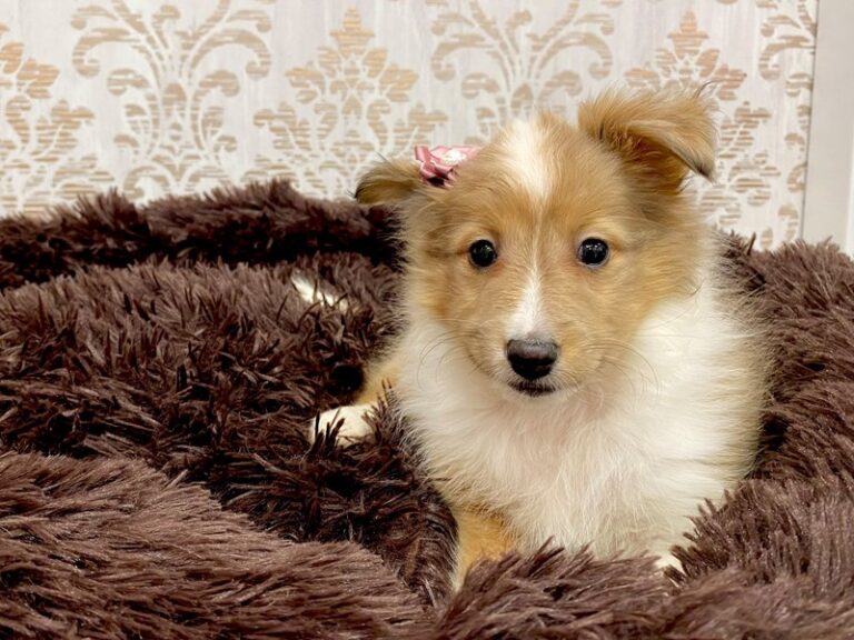 Whitney - Shetland Sheepdog