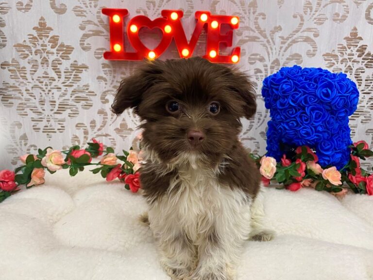 Clark - Havanese