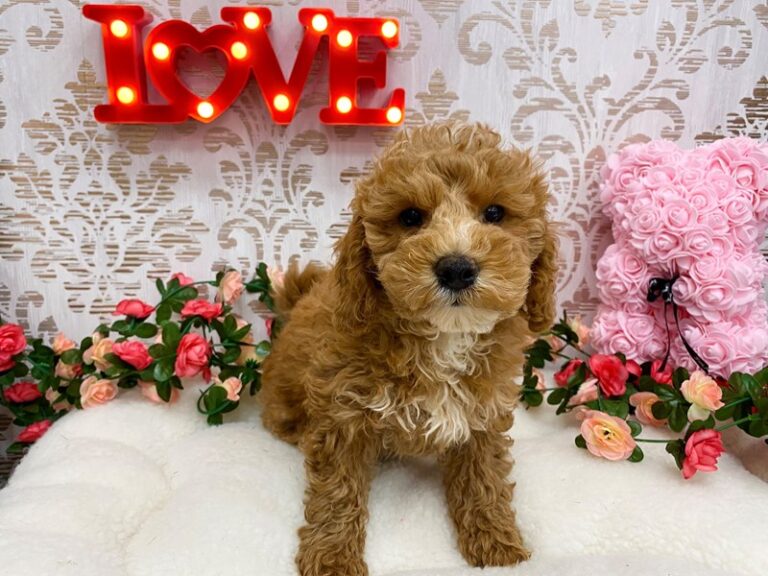 Emma - Mini Goldendoodle