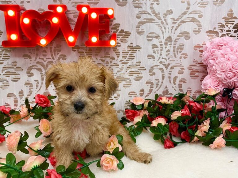 Tessa - Morkie