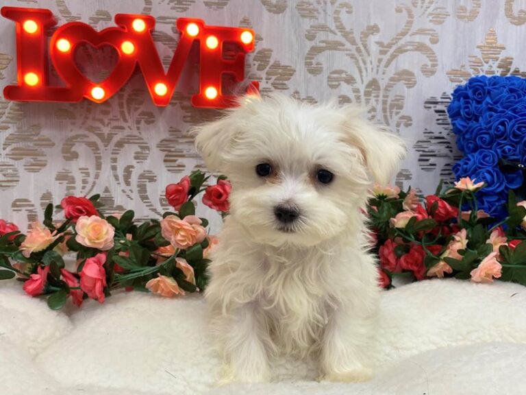 Parker - Maltese