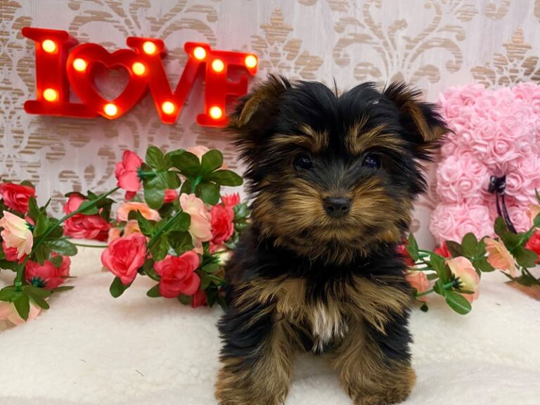 Miranda - Yorkshire Terrier
