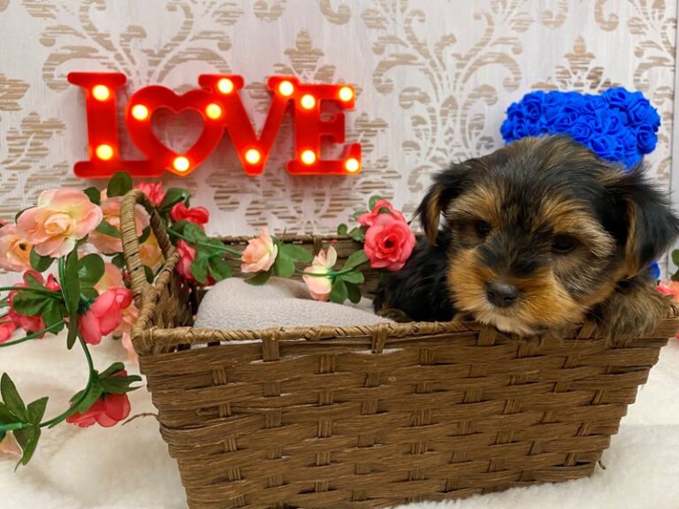Colton - Yorkshire Terrier
