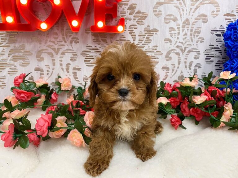 Cavapoo - Cavapoo