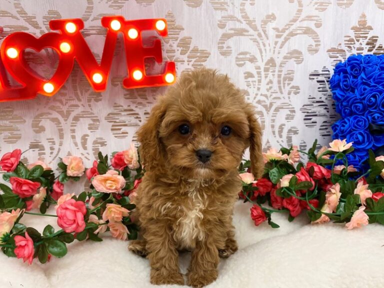Cavapoo - Cavapoo