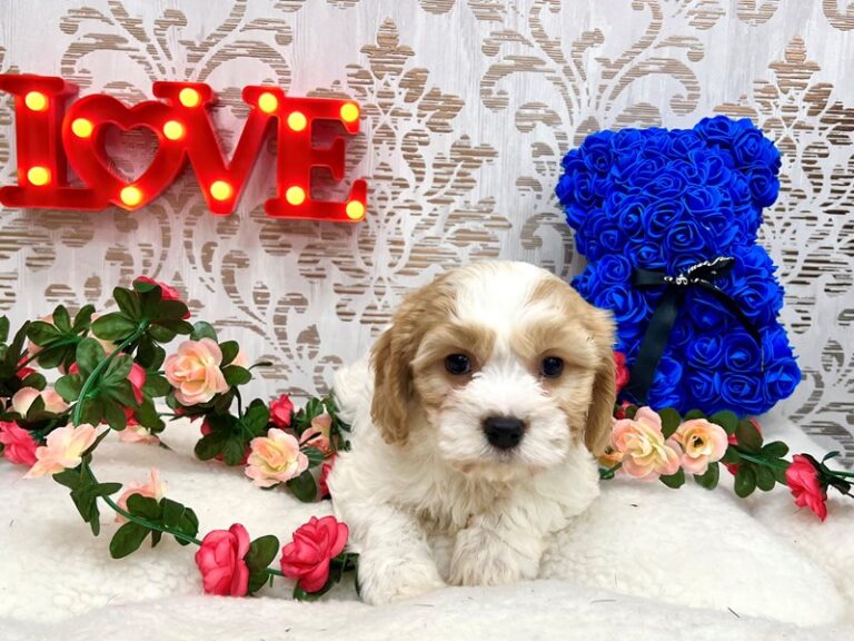 Noah - Cavachon